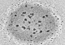 Collaboration between Almirall, ICMAB-CSIC and LEITAT in Nanomedicine applied to Dermatology Collaboration between Almirall, ICMAB-CSIC and LEITAT in Nanomedicine applied to Dermatology