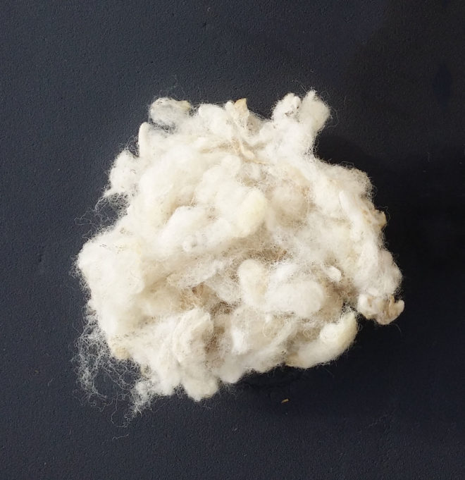 Clean wool