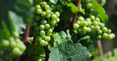 DeWine: R&D project to dealcoholize wine DeWine: R&D project to dealcoholize wine